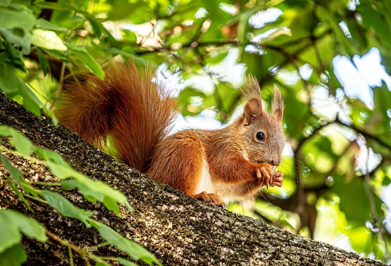 L’adaptation des habitats : une course perdue d’avance ?