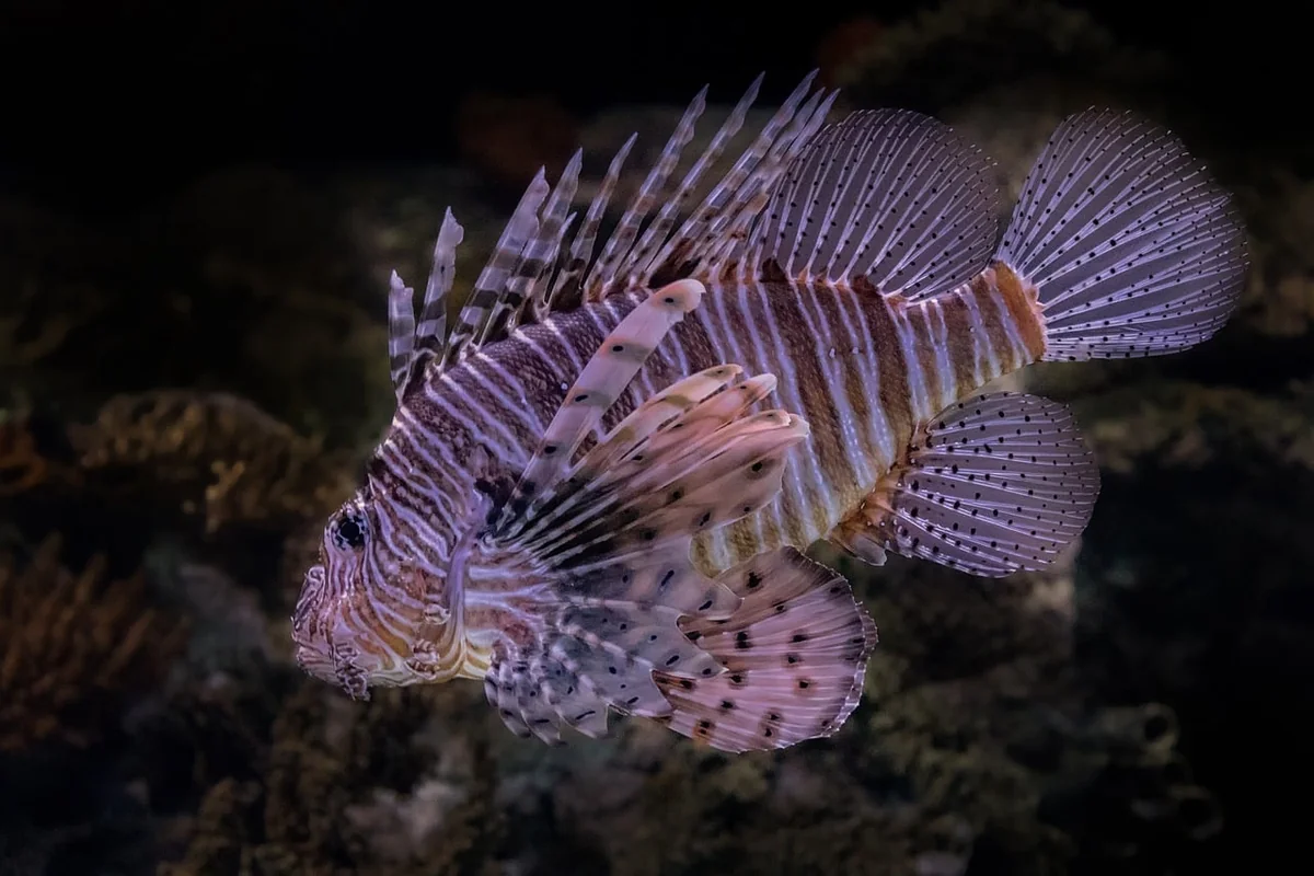 Impacts directs sur la biodiversité marine : les victimes invisibles