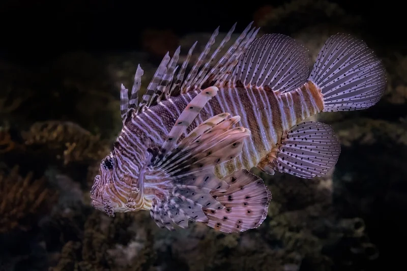 Impacts directs sur la biodiversité marine : les victimes invisibles