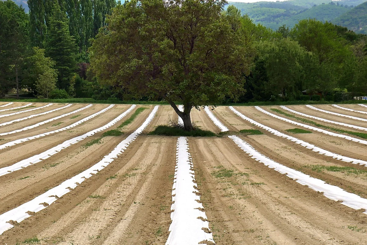 Pratiques agroécologiques qui marchent (et celles qui ne marchent pas)