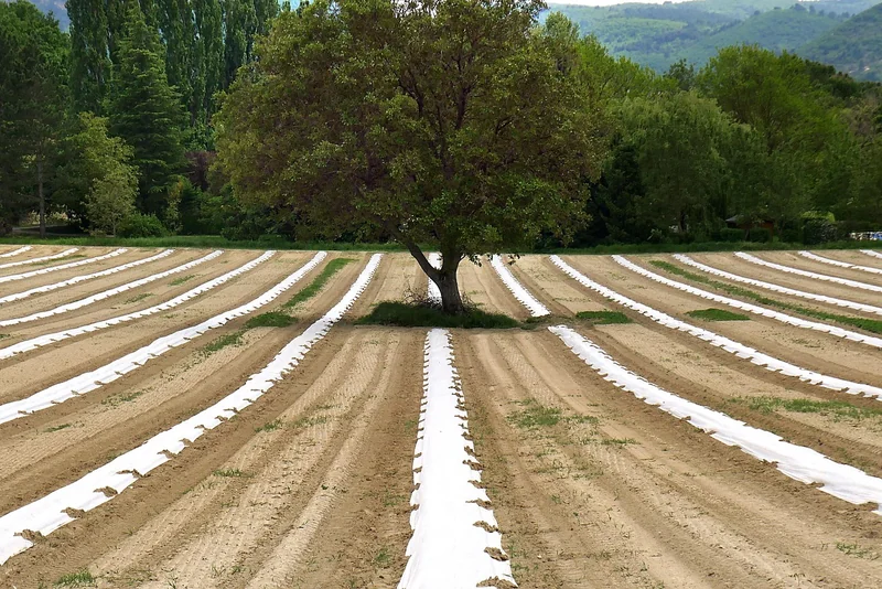 Pratiques agroécologiques qui marchent (et celles qui ne marchent pas)