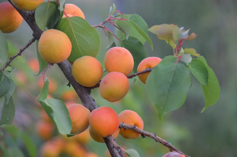 4. Agriculture régénérative : le sol comme puits de carbone