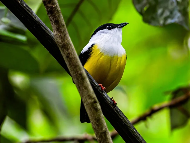 Biodiversité : l’assurance-vie contre les chocs climatiques