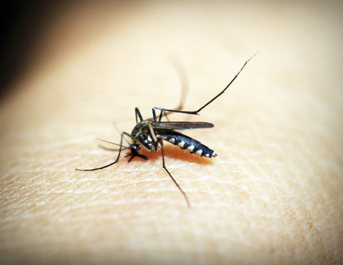Maladies infectieuses : le paludisme arrive en France