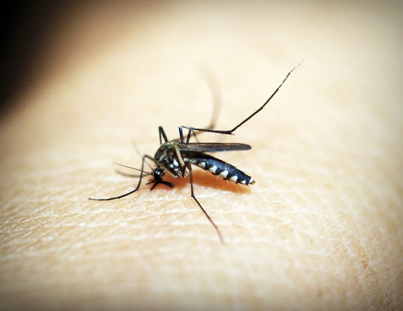 Maladies infectieuses : le paludisme arrive en France