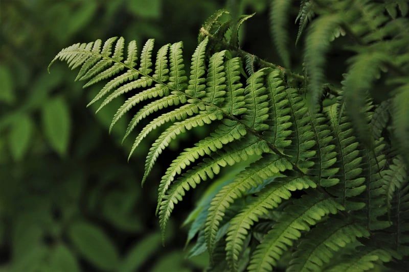 Pourquoi l'importance des forêts tropicales dans la régulation du climat en 2026